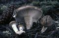 Hygrophorus agathosmus